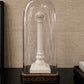 White marble column sculpture under a glass dome on a dark surface with a textured beige wall background. dome on a wooden surface. Antique French glass dome large oval